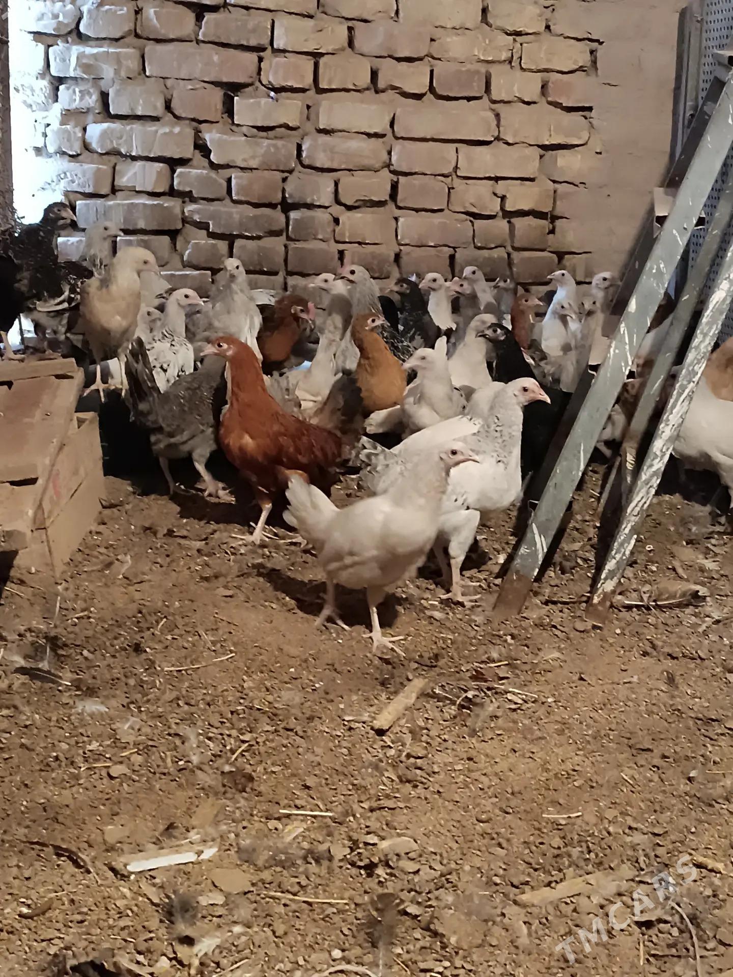 towuk juyje - Mary - img 1