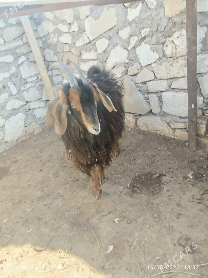 geçi - Туркменбаши - img 1