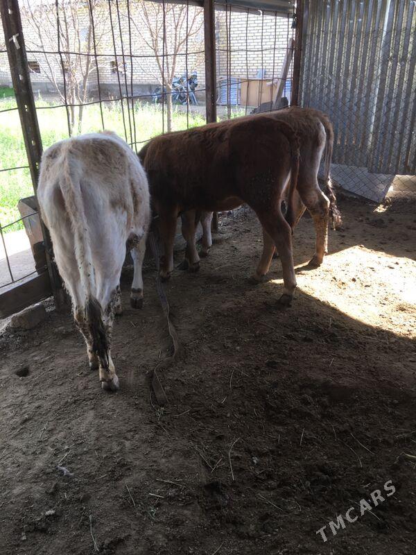 Swes gulojun gole - Sakarçäge - img 1