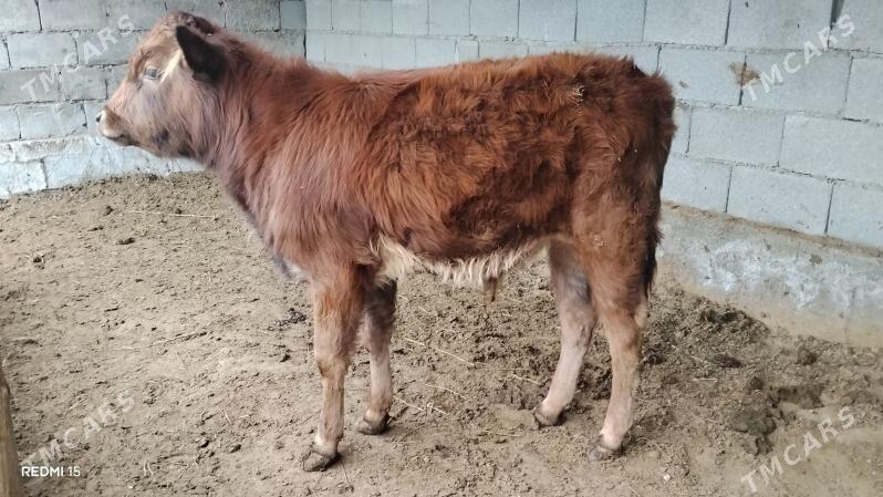 Siwes okuz - Гёкдже - img 1