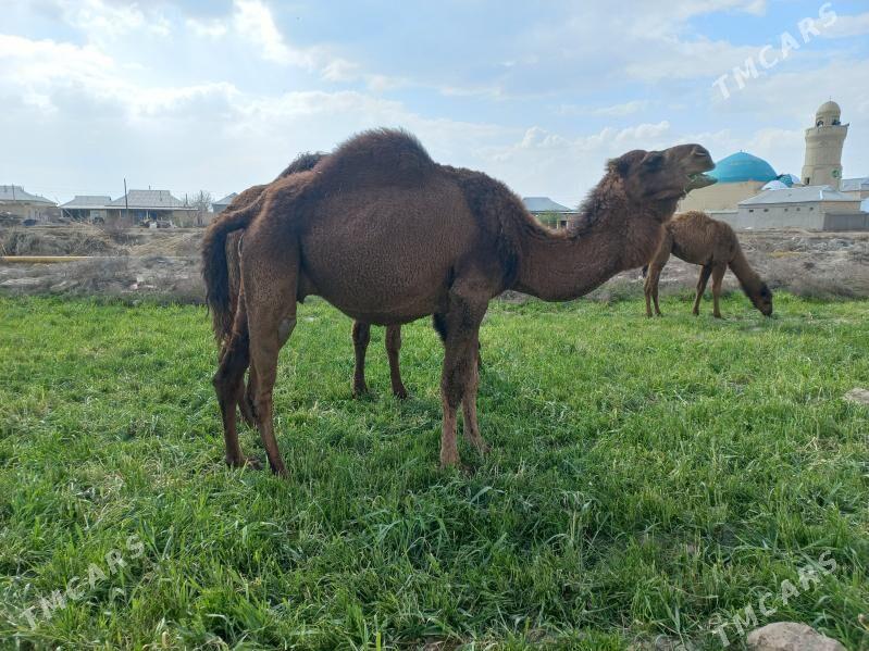 Богаз дуйе - Байрамали - img 1