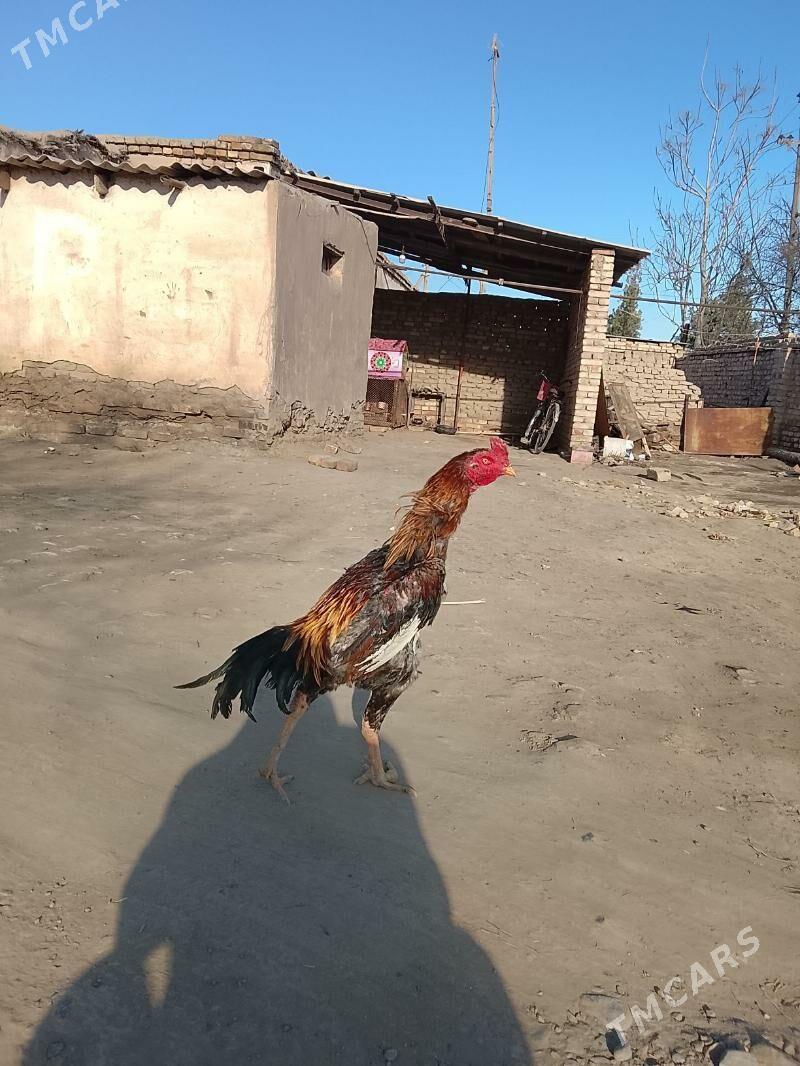 horaz - Dänew - img 1