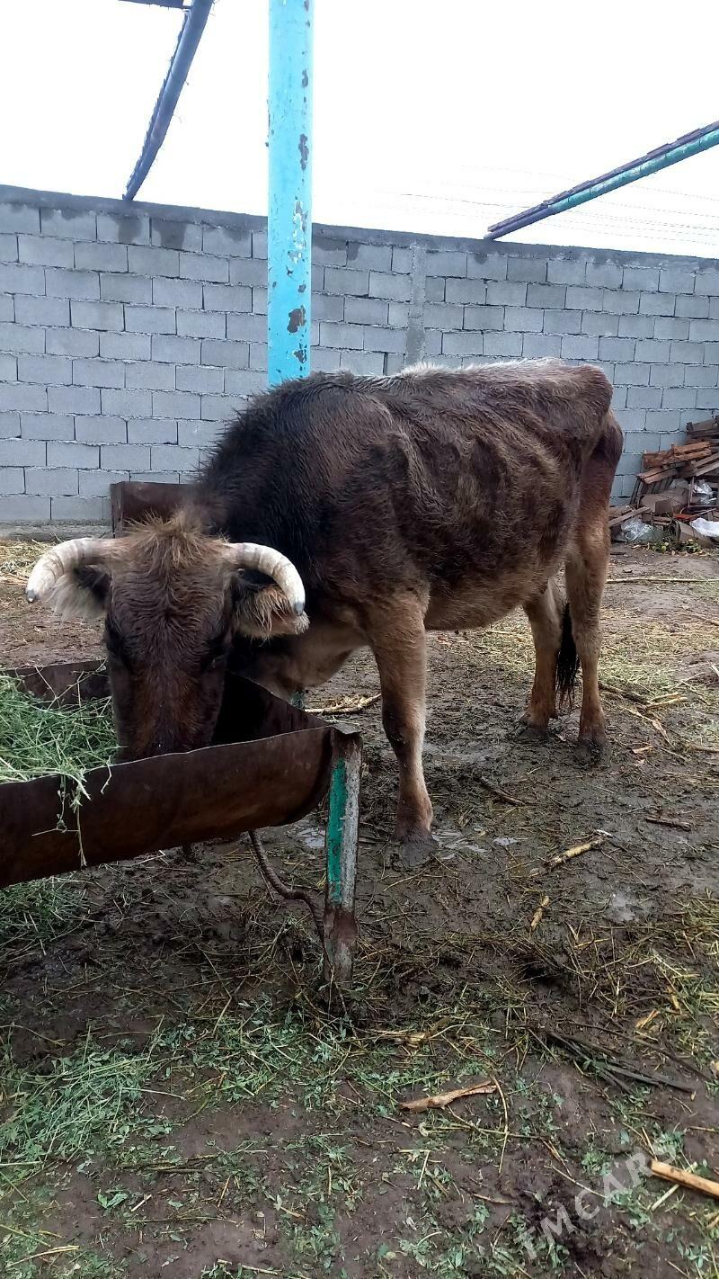 goleli sygyr - Büzmeýin - img 1