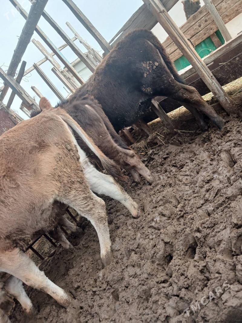 Göle - Ak bugdaý etraby - img 1