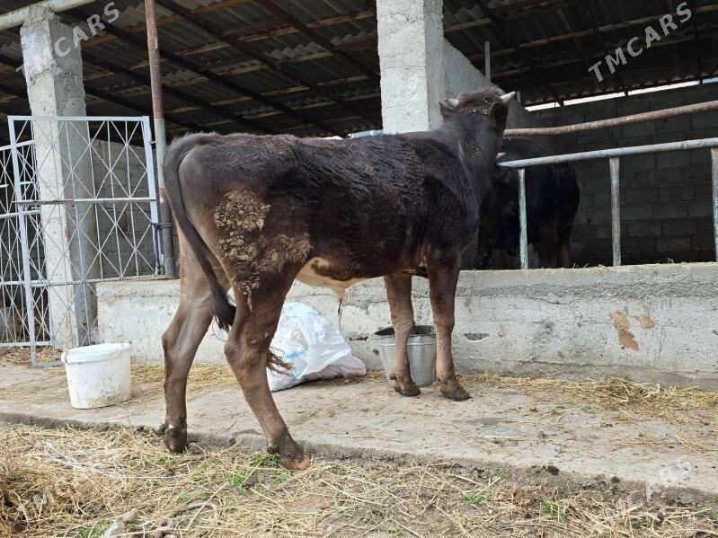 okuz - Aşgabat - img 1