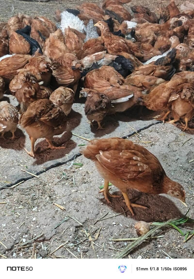 жуйжелер - Şabat etr. - img 1