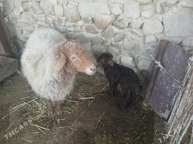 Guzuly goyun - Bäherden - img 1