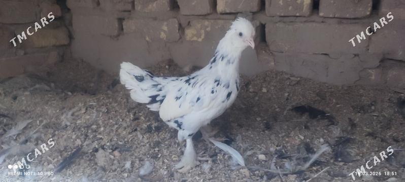 Karlik para - Дашогуз - img 1