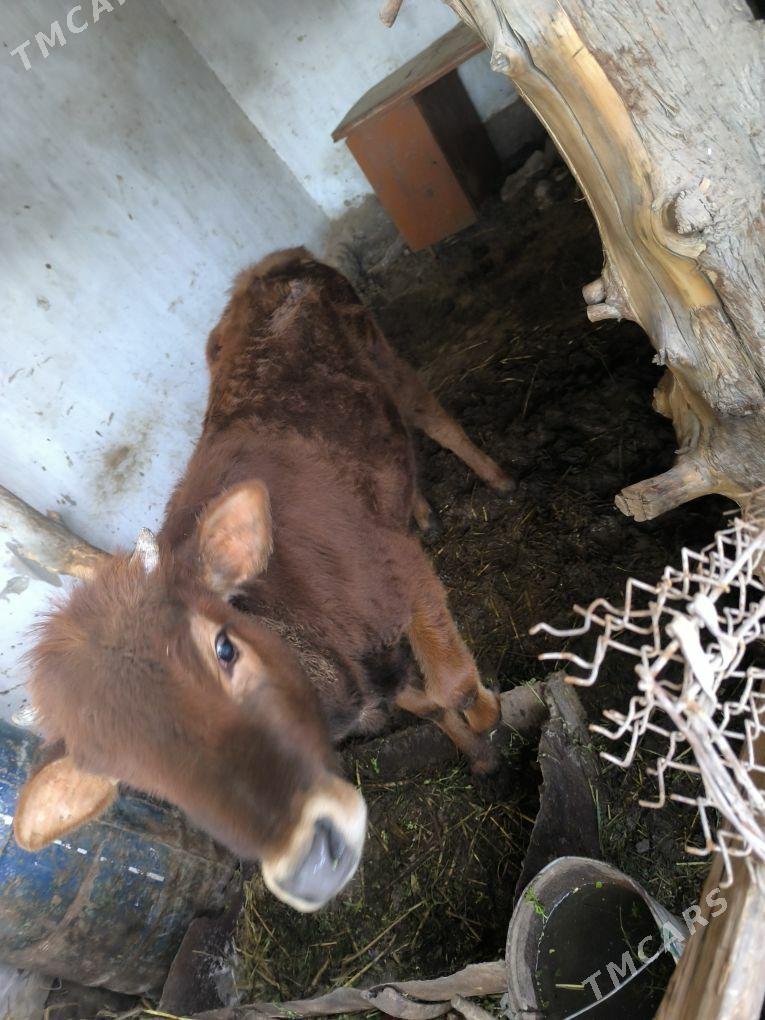 Gunajyn/Hojek - Kerki - img 1