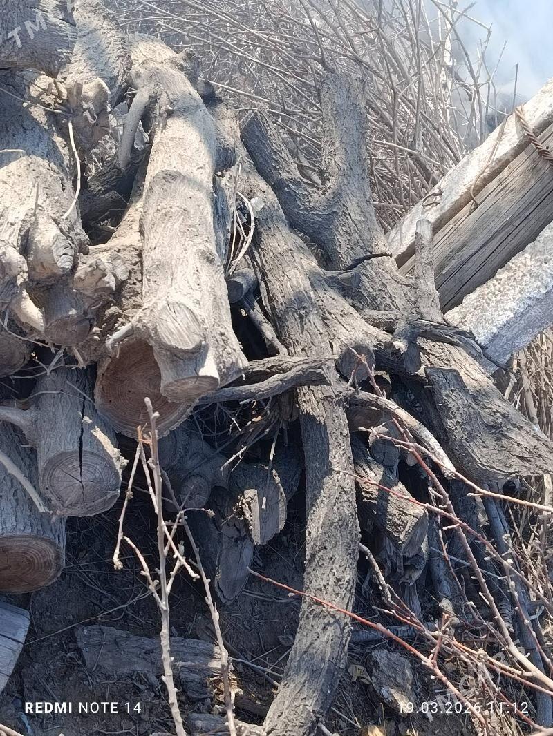 mangal odun - Sakar - img 1