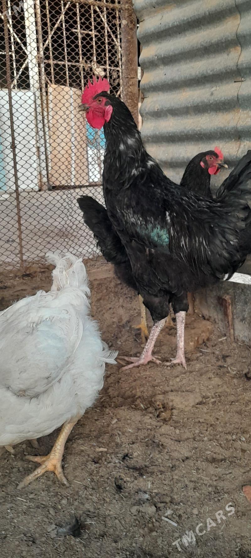 Gara sazada gigant horaz - Сакарчага - img 1