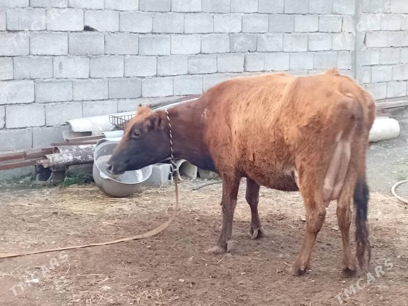 goleli sygyr - Гёкдепе - img 1