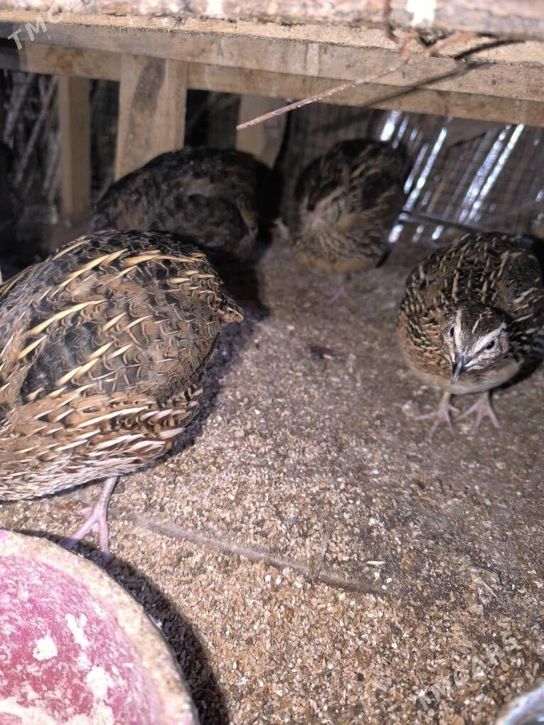 Bedene gushy - Керки - img 1