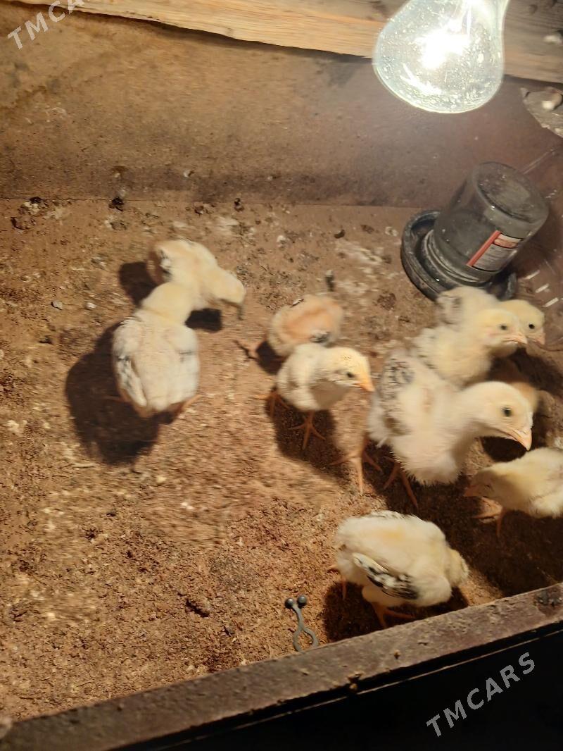 Bayes Juyje - Мары - img 1