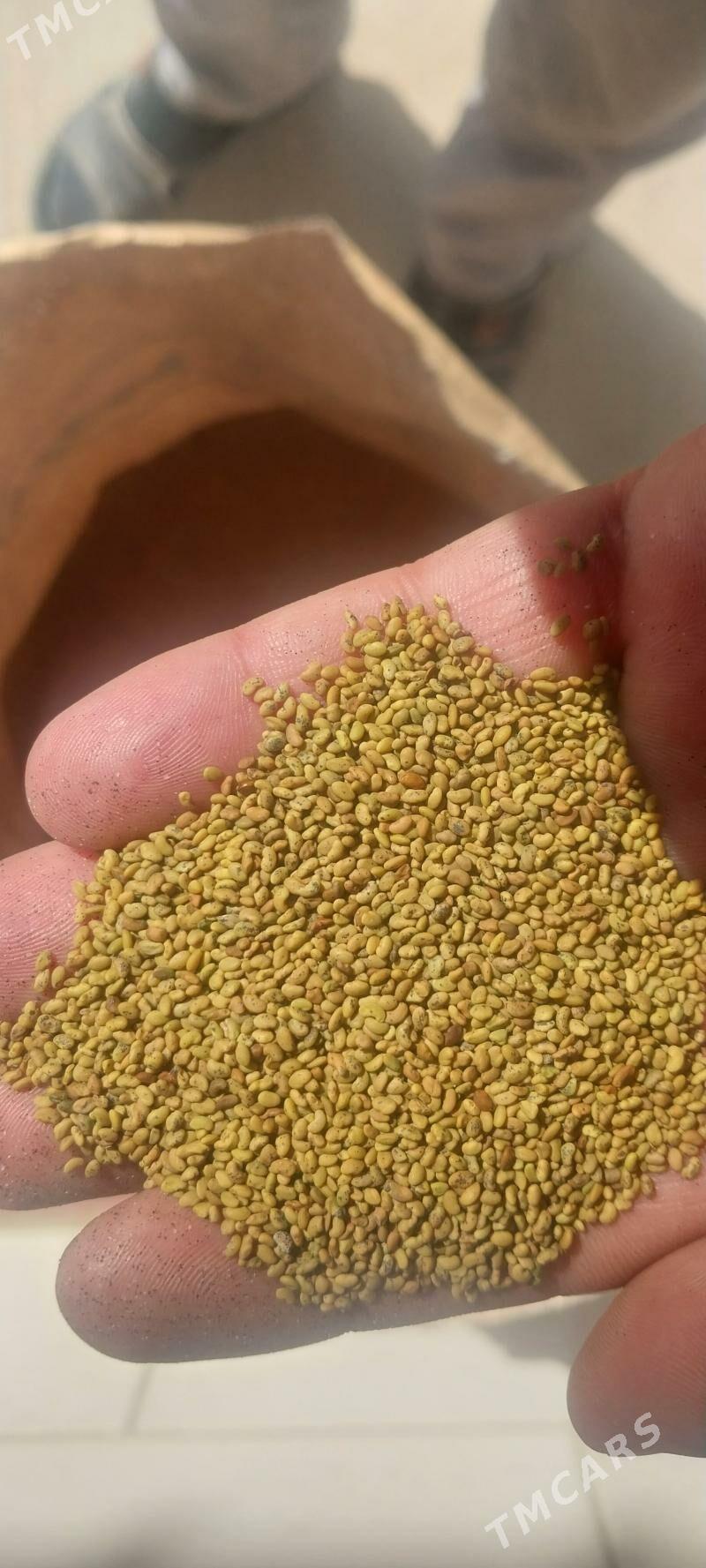 Yorunja tohum - Халач - img 1