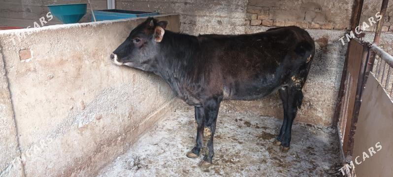 туве - Кака - img 1