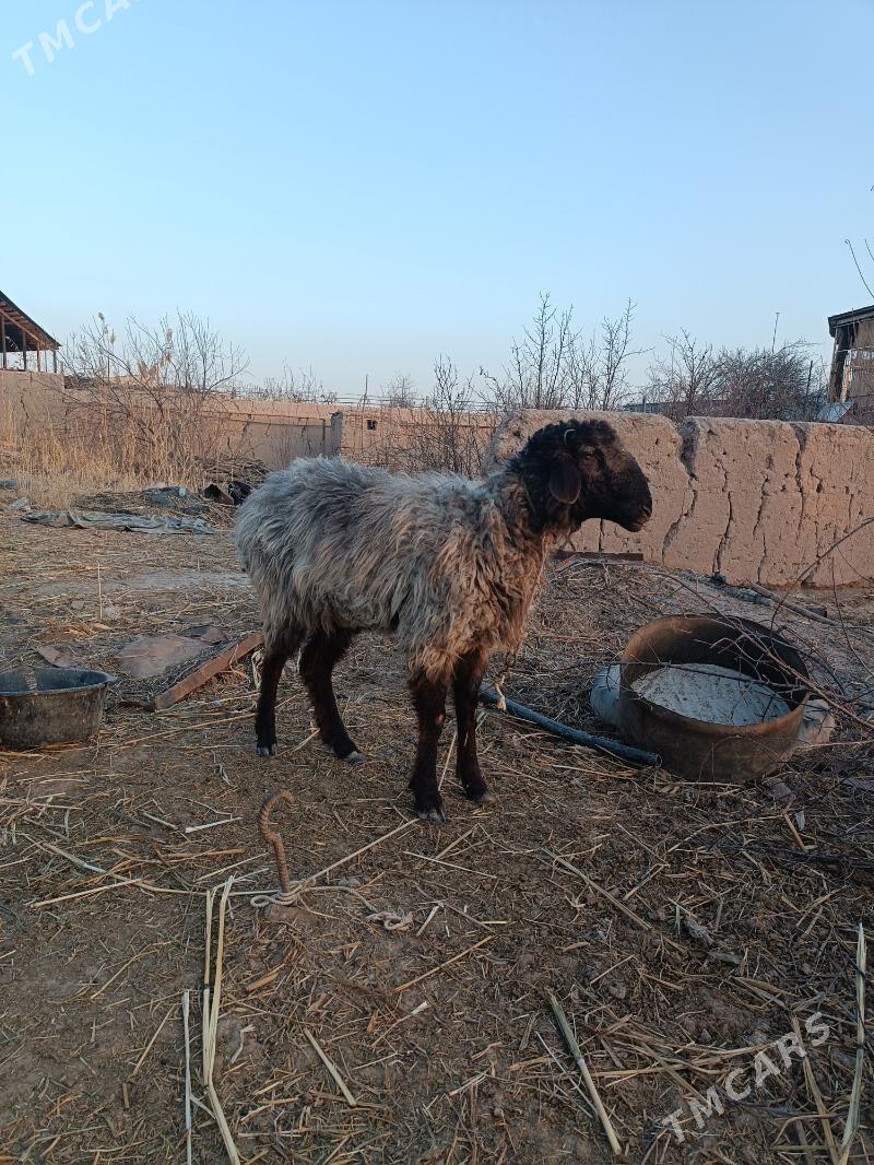 koçkar - Daşoguz - img 1