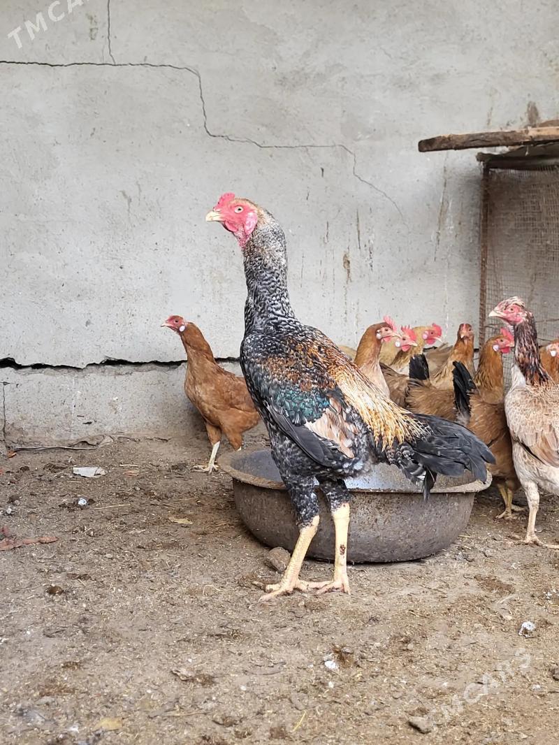 taşkent.horaz. - Теджен - img 1