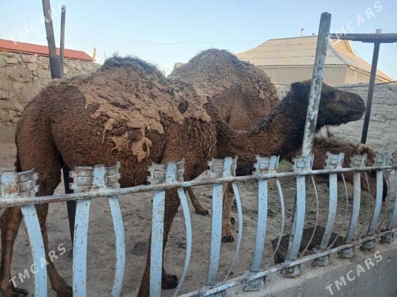 Ogşuk torum - Gumdag - img 1
