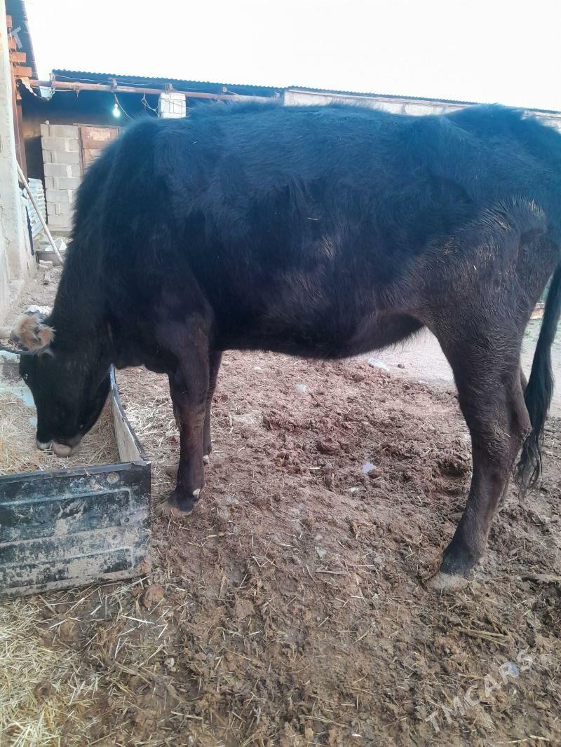 bogaz sygyr - Гызыларбат - img 1