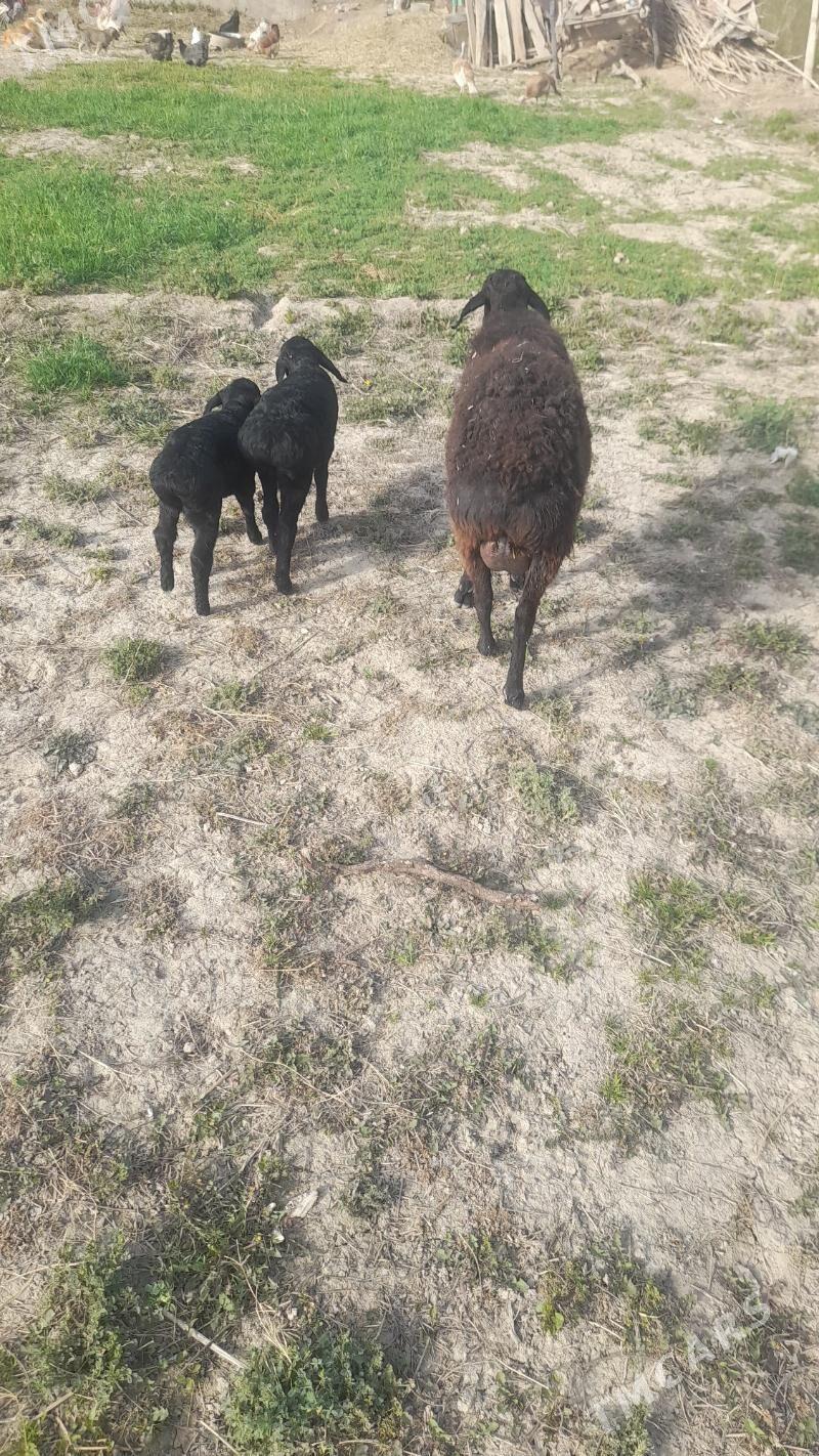 kuzly goýun - Чарджоу - img 1