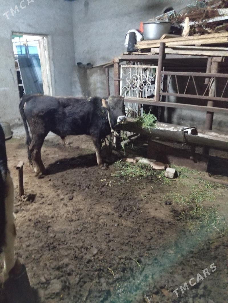 okuz - Хитровка - img 1