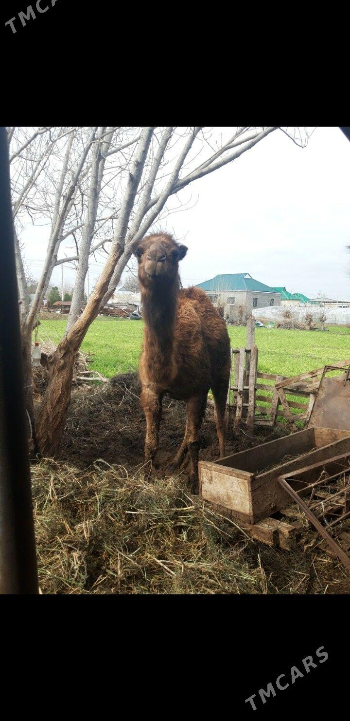 owsuk duluc - Гёкдепе - img 1