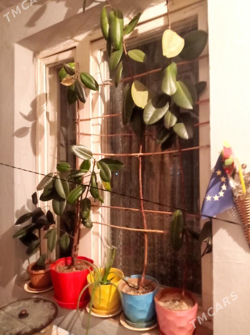 фикус - Aşgabat - img 1