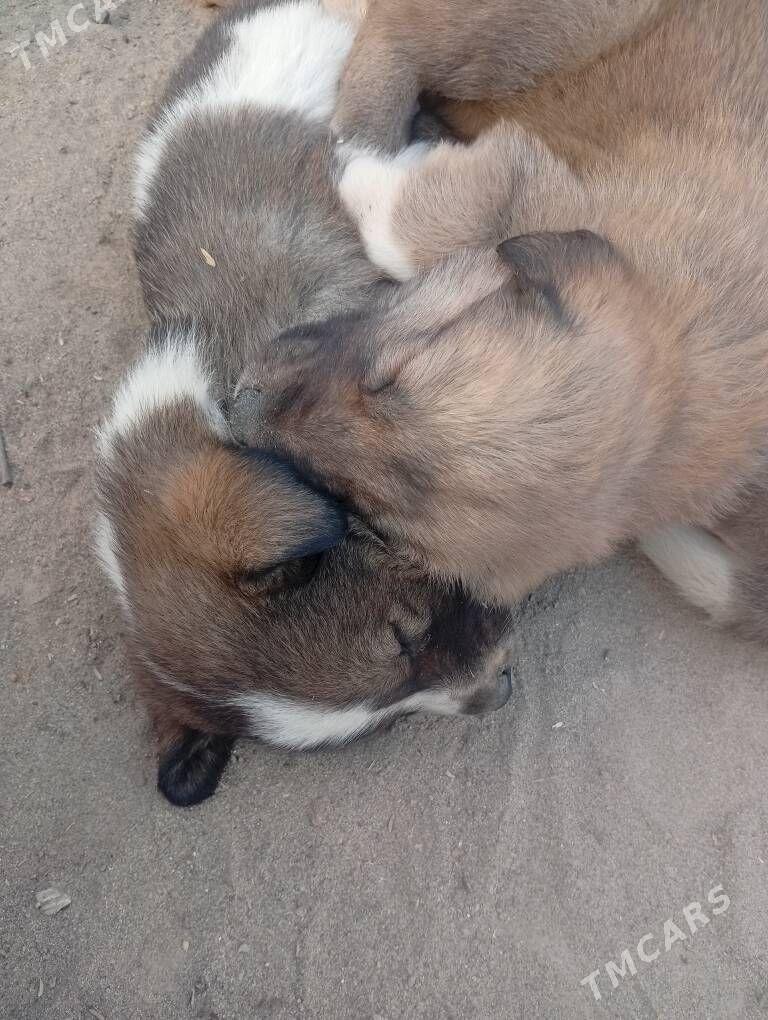 gujuk cagalar - Kerki - img 1