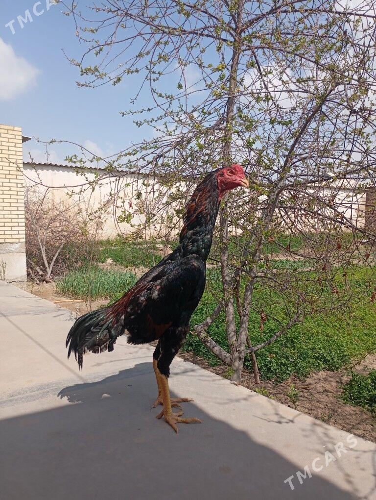 Taskent Horaz - Mary - img 1