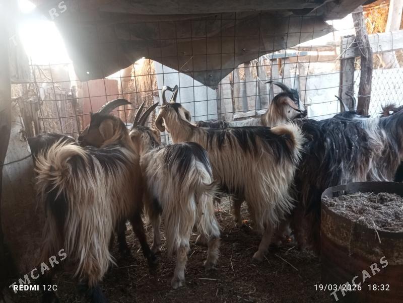 serkeller - Фарап - img 1