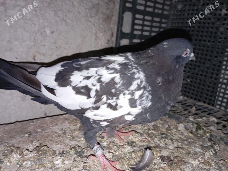 kepderi - Ашхабад - img 1