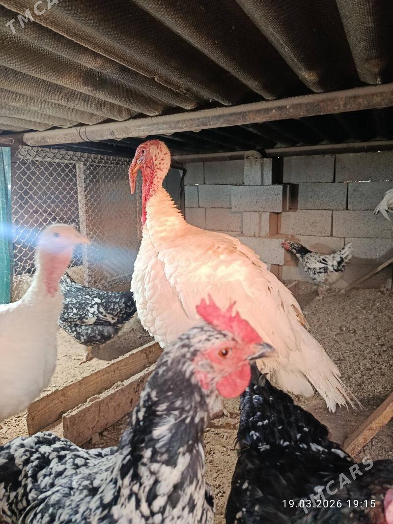 induk - Gyzylarbat - img 1