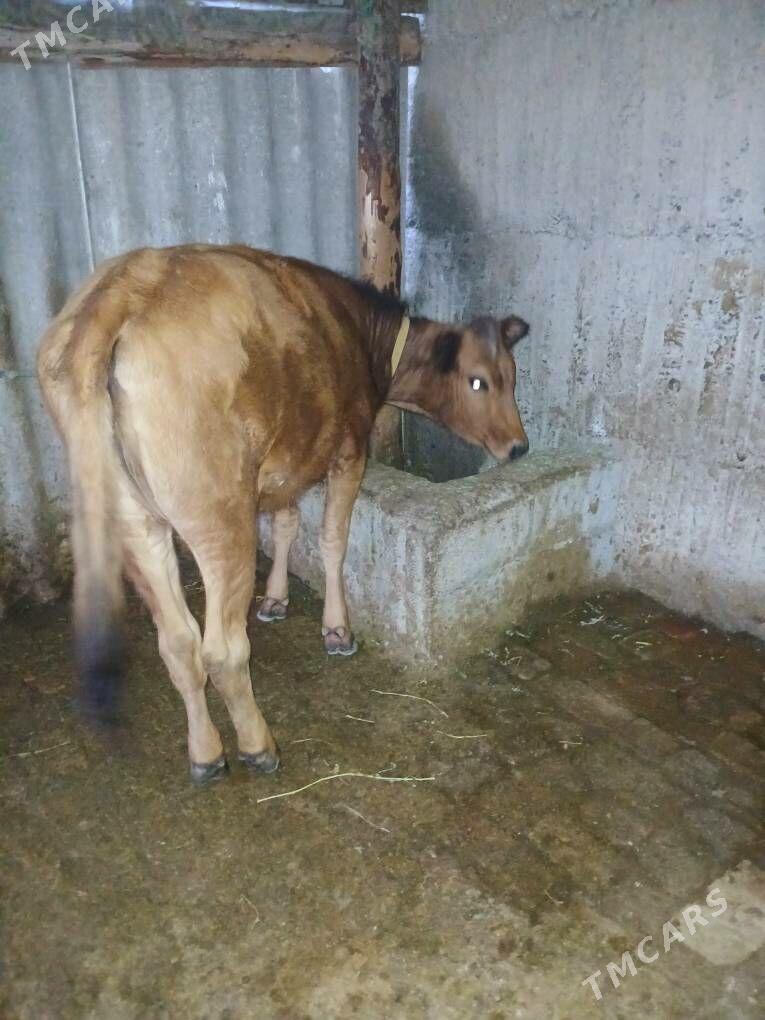 tüwe - Gökdepe - img 1