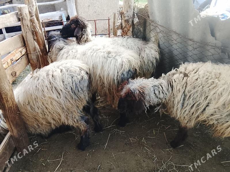 Işşek Tokly - Mary - img 1