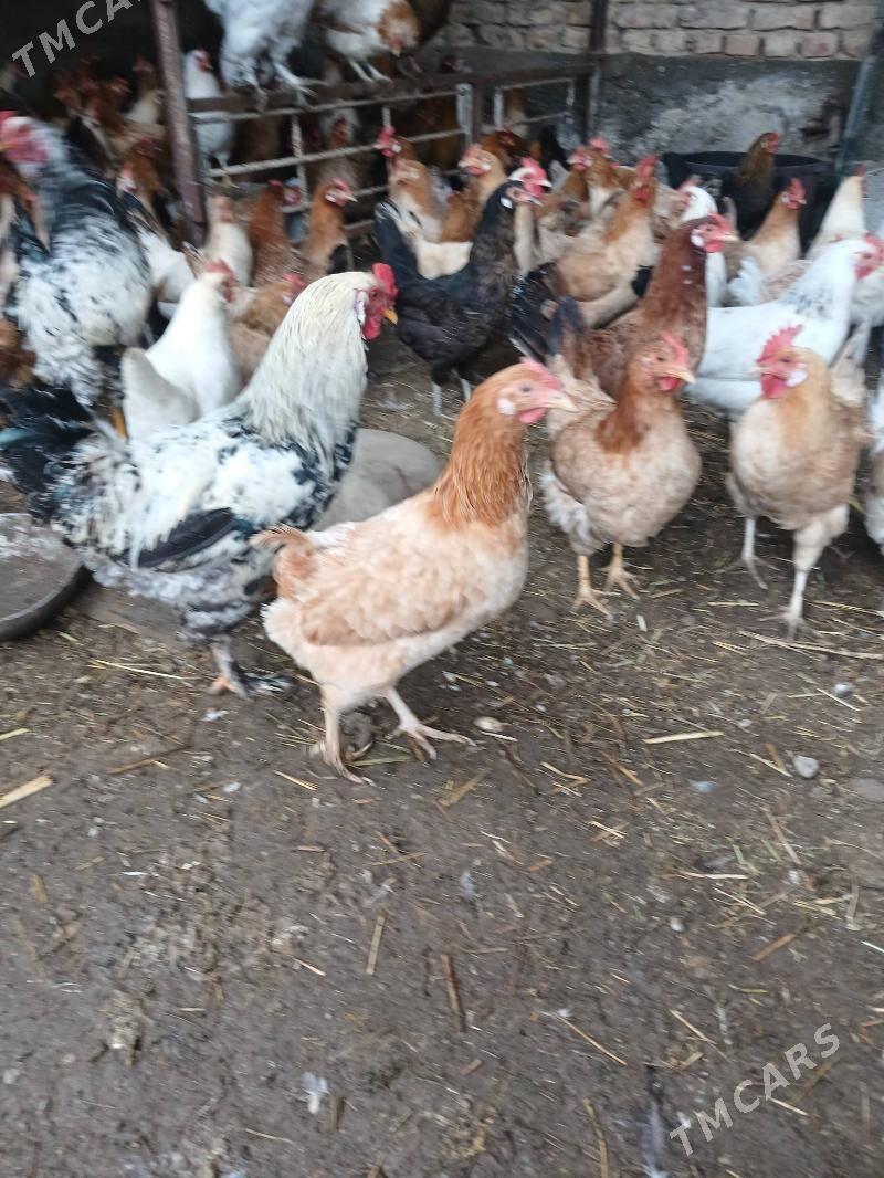 tovik - Çoganly - img 1