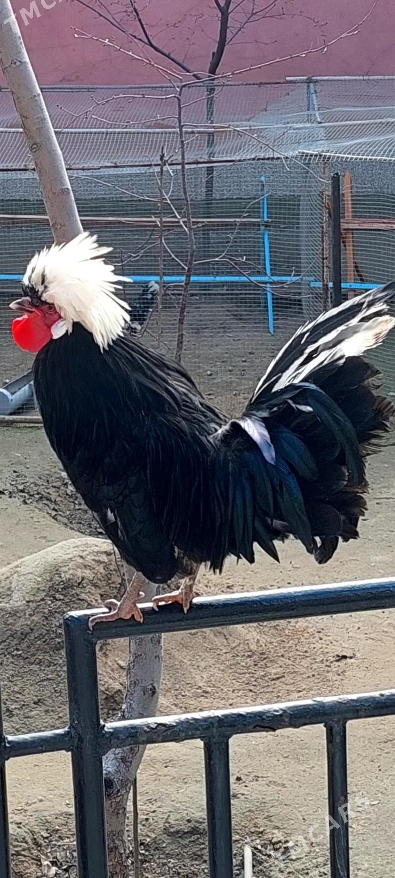 Ак телпекли товугун юмуртгасы - Туркменбаши - img 1