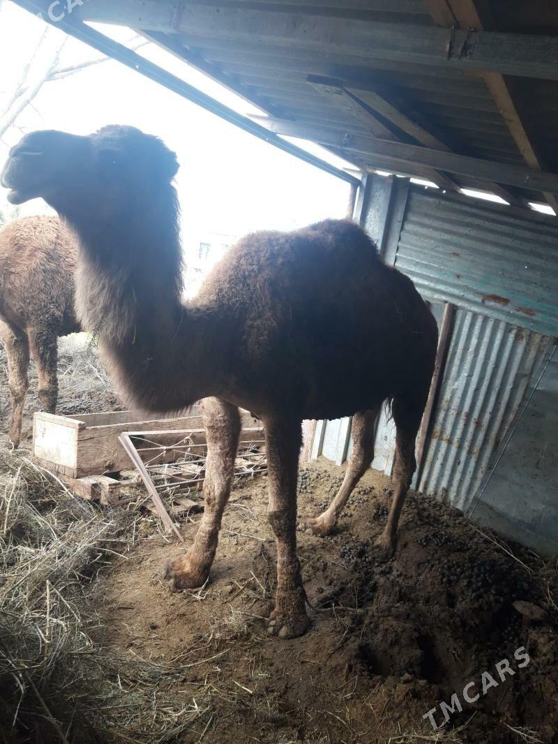 duye - Gökdepe - img 1