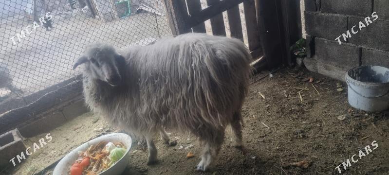 goyun - Bagyr - img 1