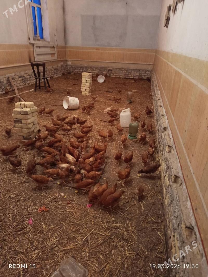 jujeler - Дашогуз - img 1