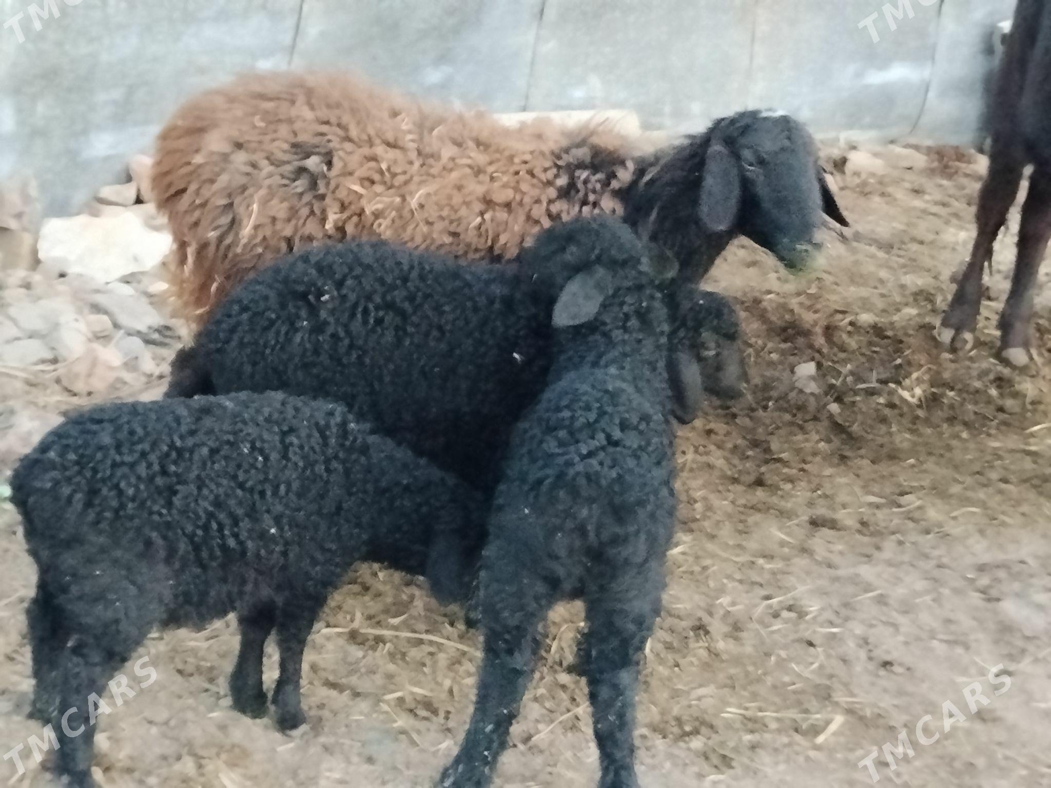 кузулы кой - Türkmenabat - img 1