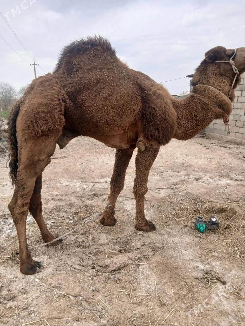 erkek - Теджен - img 1