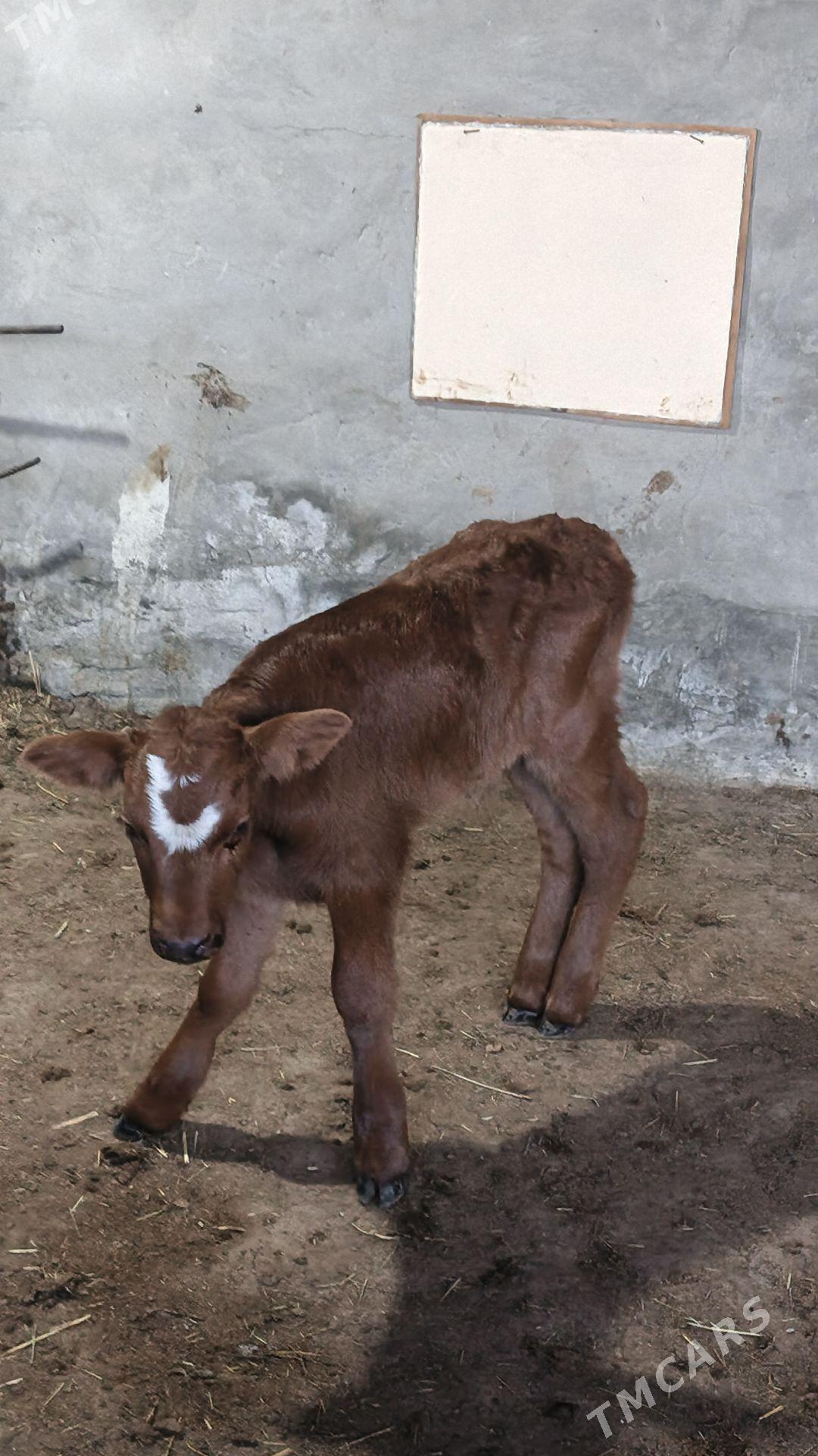 göle oküzce - Wekilbazar - img 1