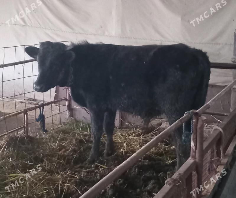 okuz - Яшлык - img 1