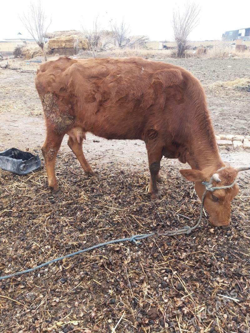 Goleli sygyr - Dänew - img 1