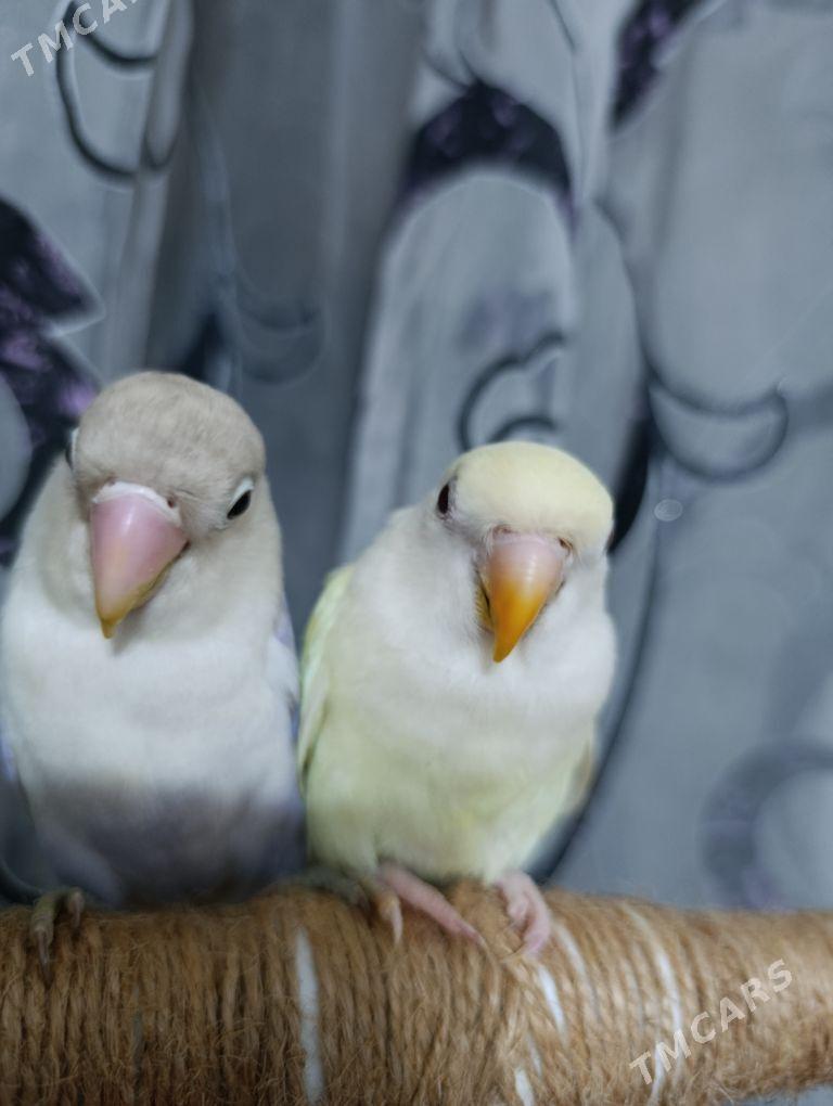 попугай papugay - 11 mkr - img 1