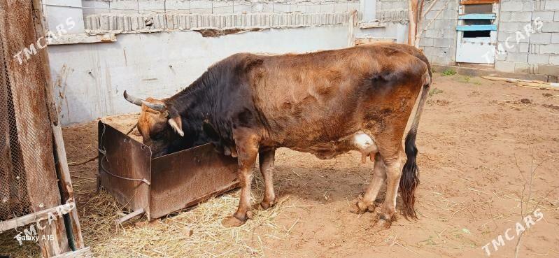 Sygyr - Бузмеин - img 1