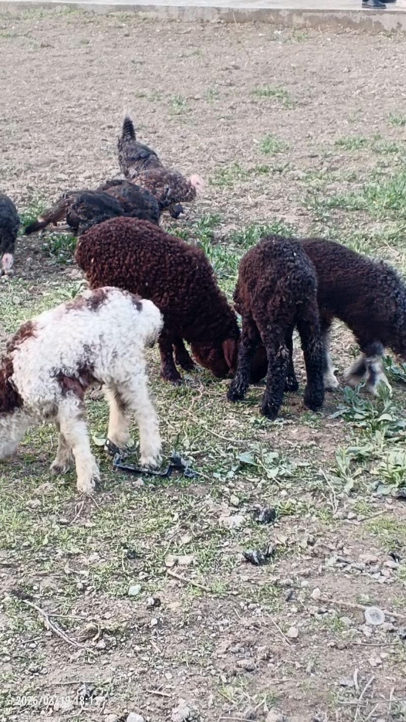 Guzy - Ашхабад - img 1