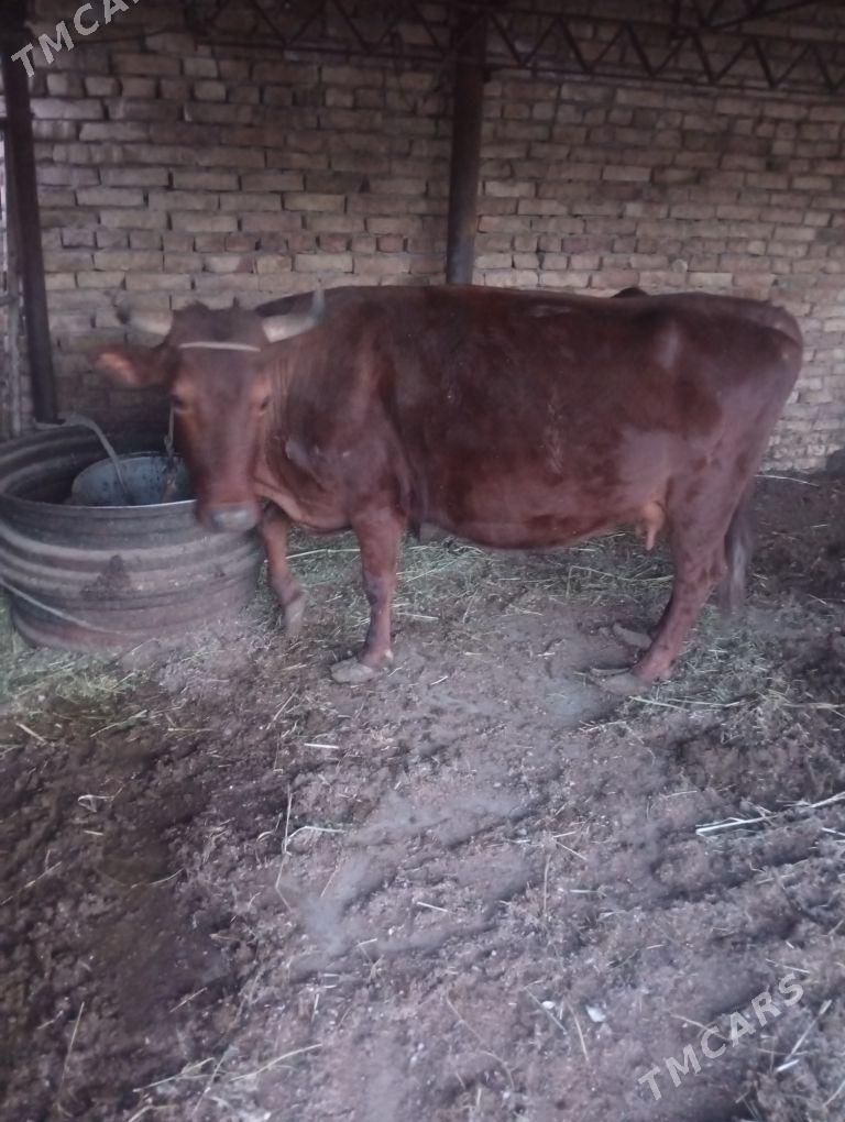 sygyr - Türkmenabat - img 1