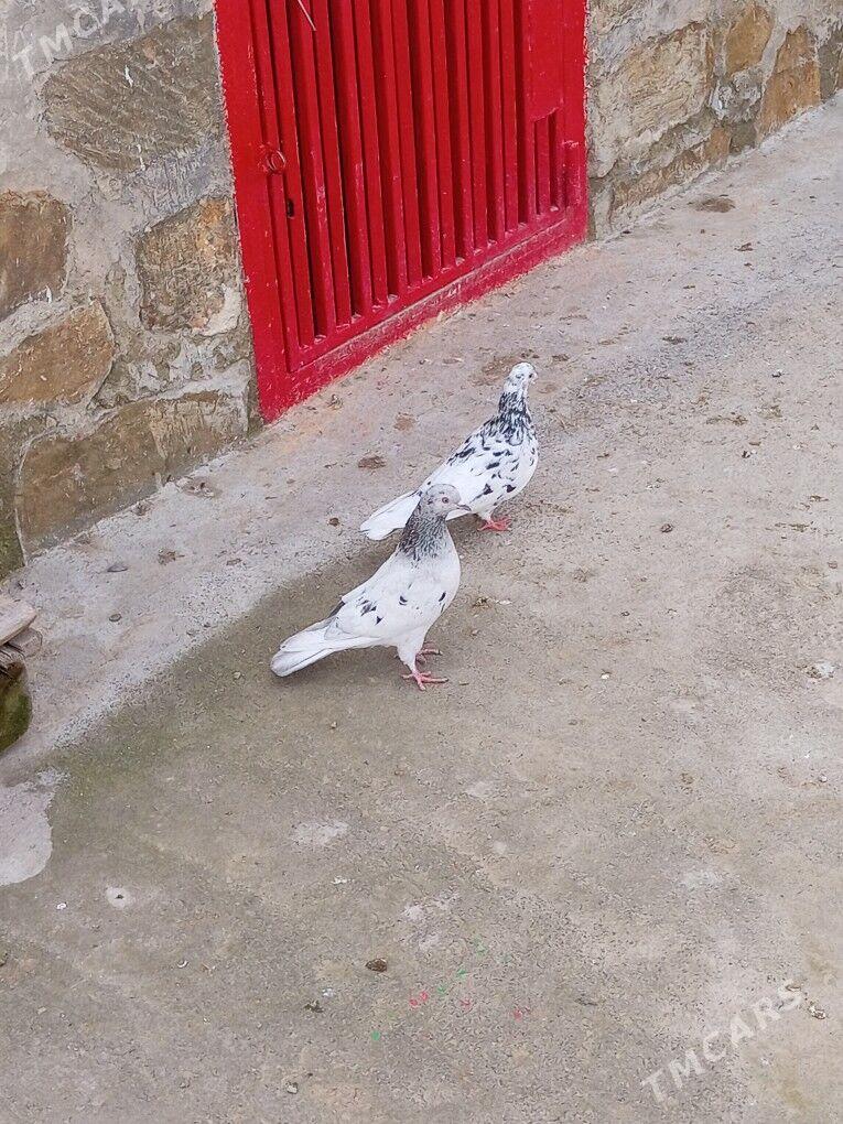 Kepderi - Берекет - img 1